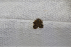 Aprivesa