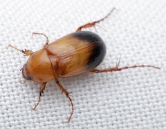 Phyllotocus macleayi