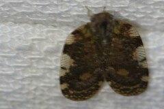 Aprivesa