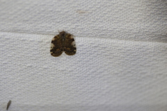 Aprivesa