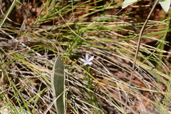 Wahlenbergia huttonii