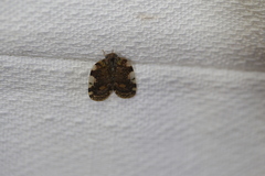 Aprivesa