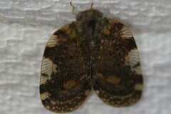 Aprivesa