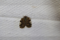 Aprivesa