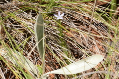 Wahlenbergia huttonii