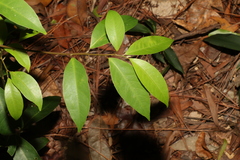 Cryptocarya glaucescens