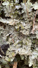 Pseudocyphellaria glabra