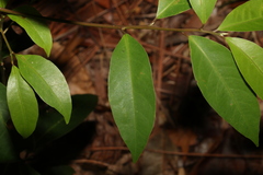 Cryptocarya glaucescens