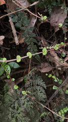 Metrosideros perforata