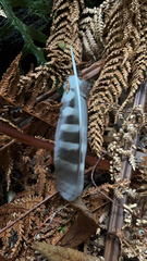 Ninox novaeseelandiae