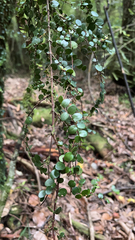 Metrosideros perforata