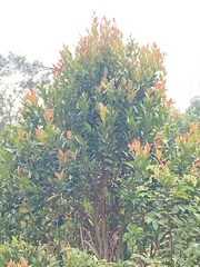Syzygium myrtifolium