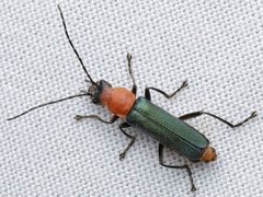 Chauliognathus tricolor
