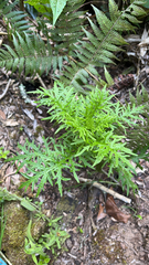 Senecio bipinnatisectus