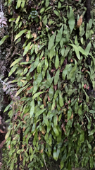 Loxogramme dictyopteris