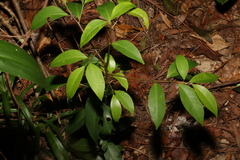 Cryptocarya glaucescens