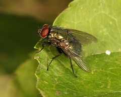Eudasyphora cyanella