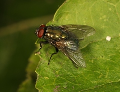 Eudasyphora cyanella