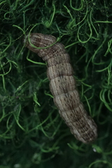 Noctua interjecta