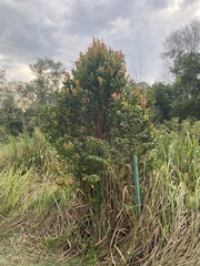 Syzygium myrtifolium