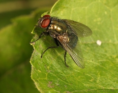 Eudasyphora cyanella