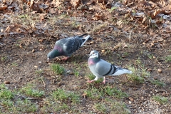 Columba livia domestica