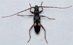 Phoracantha punctata