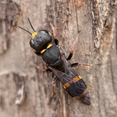Williamsita smithiensis