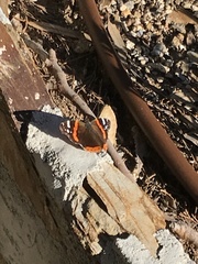 Vanessa atalanta