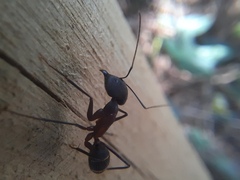 Camponotus lespesii