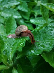 Ariophanta exilis