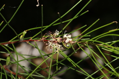 Hakea actites