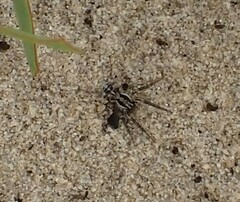Artoriopsis