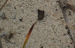 Artoriopsis