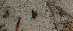 Artoriopsis
