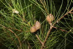 Hakea actites