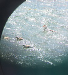 Tachyeres brachypterus