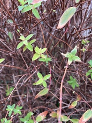 Hypericum calycinum