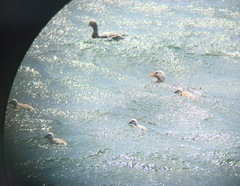 Tachyeres brachypterus