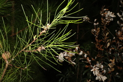Hakea actites
