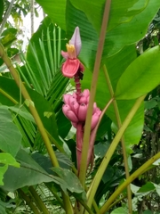 Musa velutina
