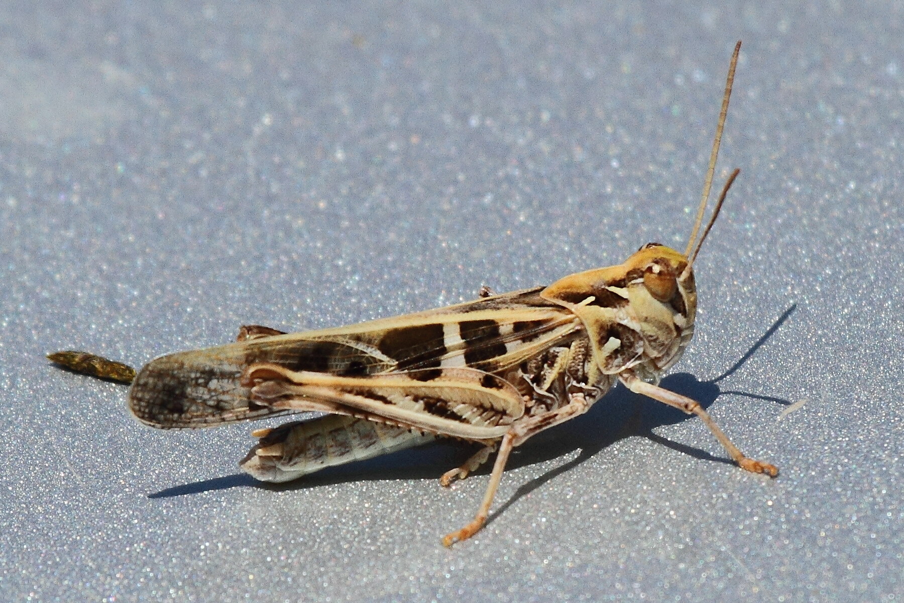 Кобылка Чернополосая (Oedaleus decorus)
