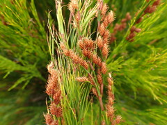 Baloskion tetraphyllum