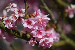 Prunus cerasoides