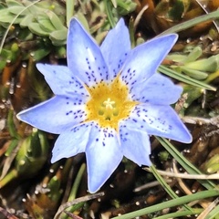 Gentiana sedifolia