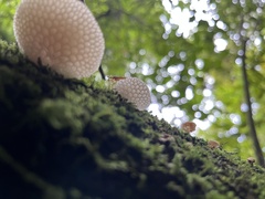 Favolaschia pustulosa