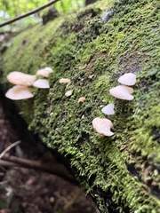 Favolaschia pustulosa