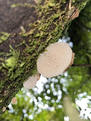 Favolaschia pustulosa
