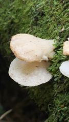 Favolaschia pustulosa