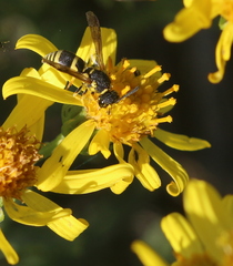 Stenodynerus fastidiosissimus